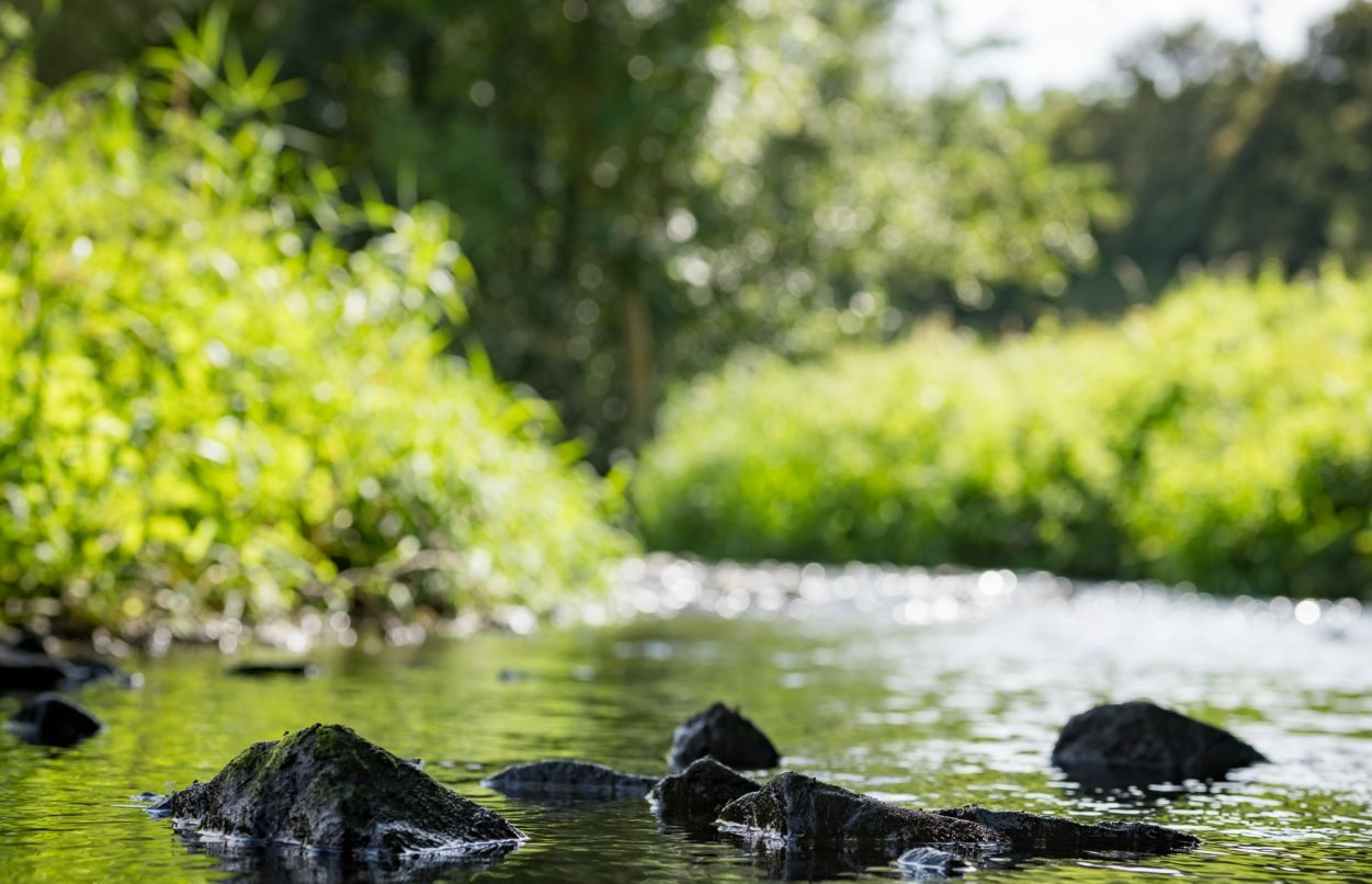 La Berwinne au ras de l’eau, galets et reflets verts