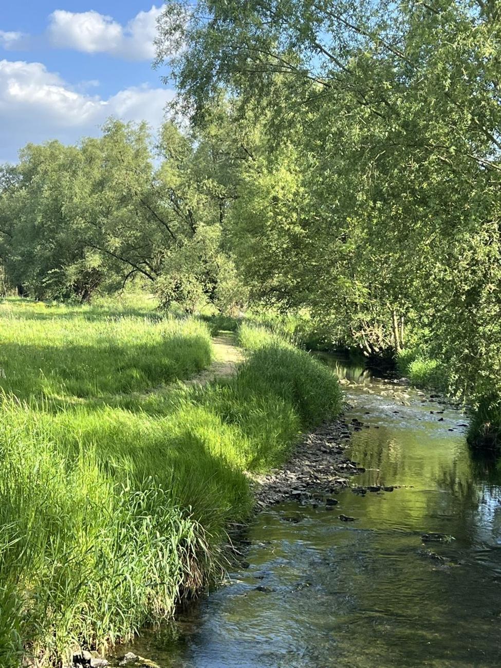 Chemin de promenade le long de la rivière, sous les arbres